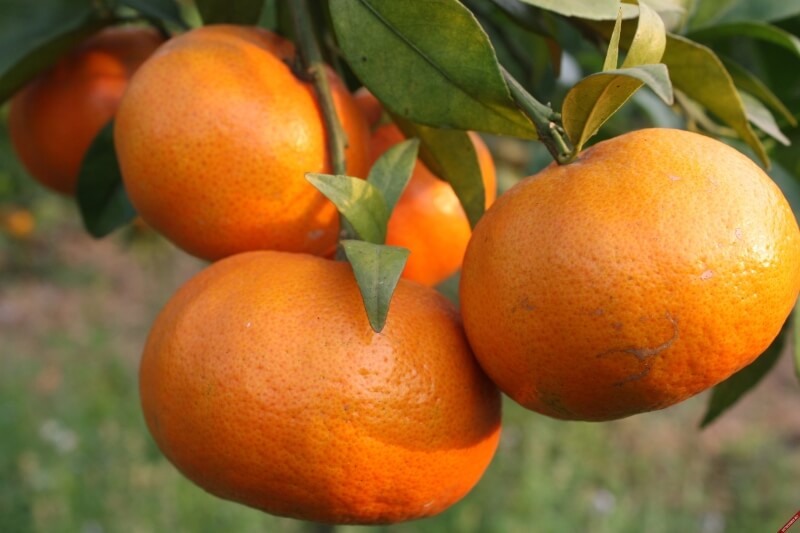 Cam Canh là giống cam có mùi thơm và mẫu mã đẹp. (Ảnh: Sưu tầm Internet)
