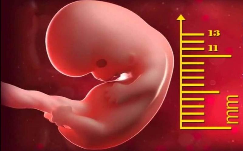 10+ dấu hiệu mang thai 7 tuần chính xác và những điều mẹ bầu cần biết
