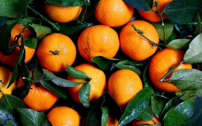 Cam là loại trái cây chứa nhiều chất xơ và vitamin C. (Ảnh: Sưu tầm Internet)
