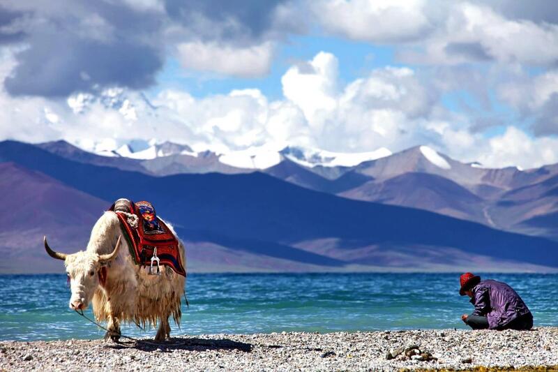 Bò Tây Tạng mang tên giờ Anh là Yak. (Ảnh: Sưu tầm Internet)