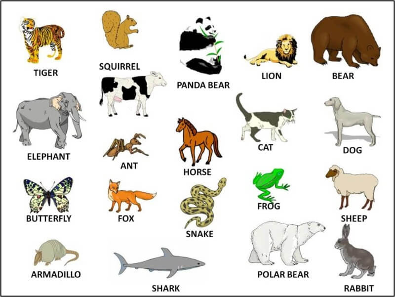 Từ vựng tiếng Anh cho trẻ 4 tuổi về Động vật (Animals).  (Ảnh: Sưu tầm Internet)