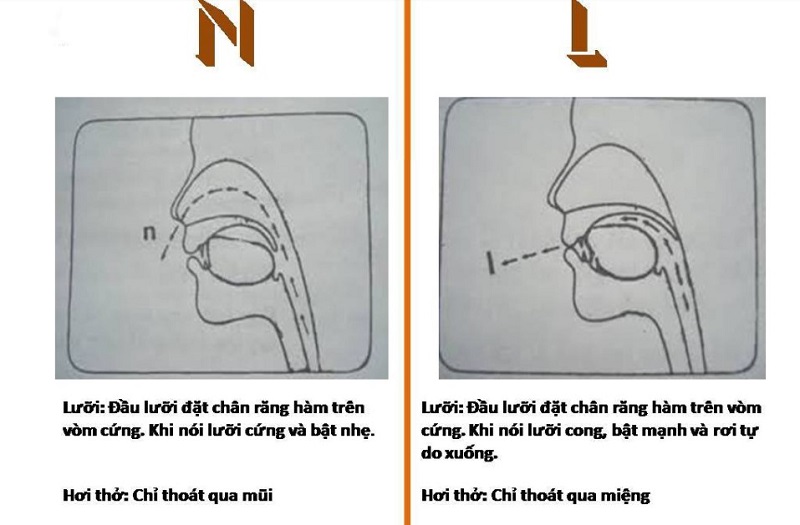 Hướng dẫn cách phát âm l và n trong tiếng Việt chuẩn (Nguồn ảnh: Sưu tầm internet)