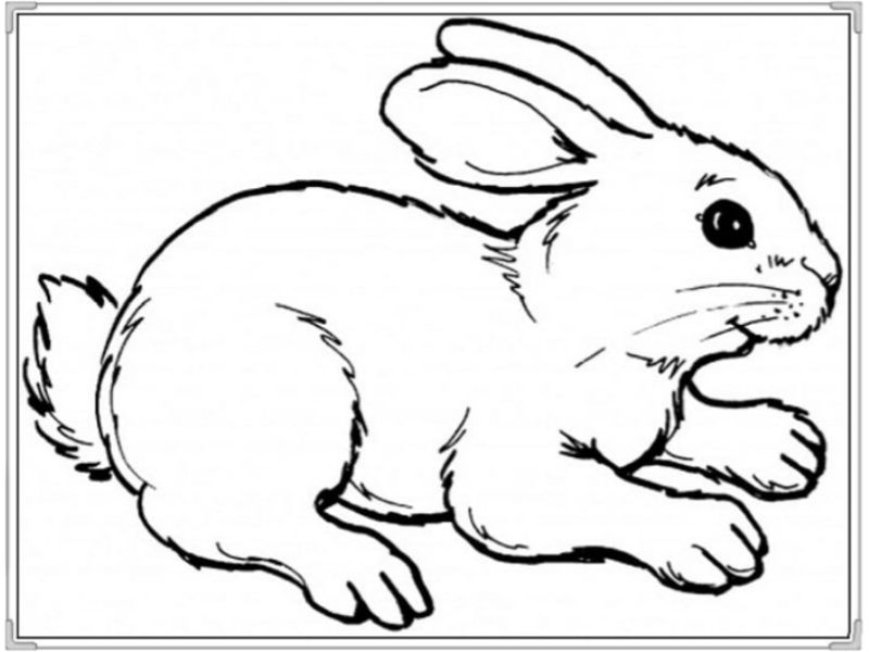 Color the rabbit with more intricate details.  (Photo: Internet Collection)