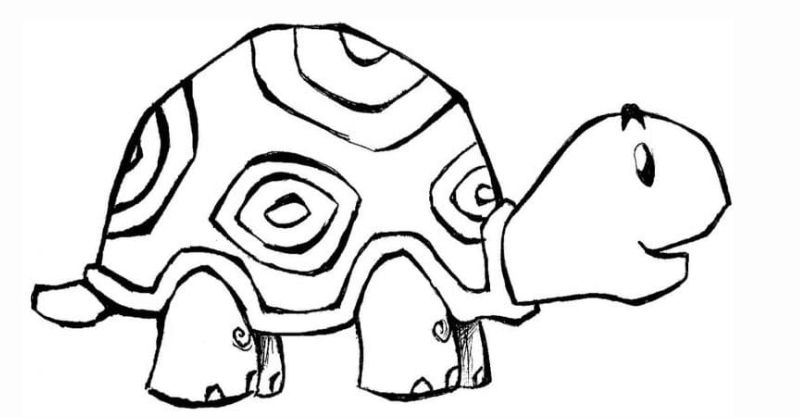 Turtle coloring page.  (Photo: Internet Collection)