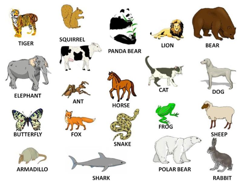 Download vocabulary online and learn English with your child.  (Photo: Internet Collection)