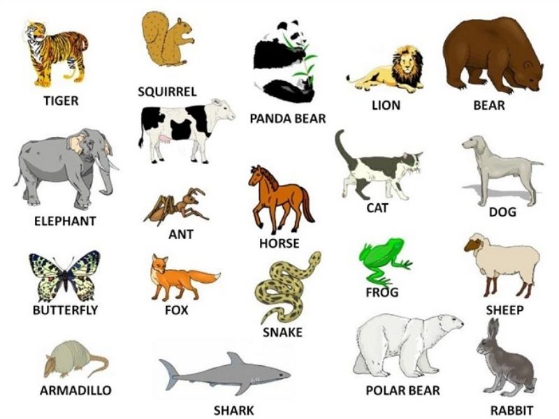 Từ vựng tiếng Anh cho trẻ 5 tuổi với những chủ đề quen thuộc. (Ảnh: Sưu tầm Internet)