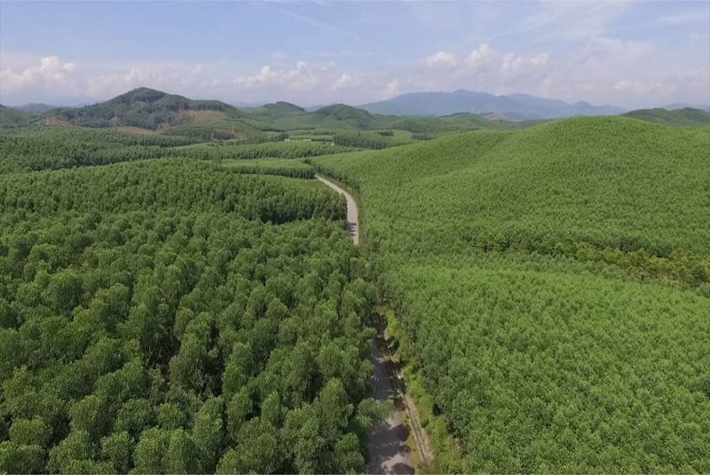 Bảo vệ rừng là bảo vệ không khí trong lành. (Ảnh: Baothuathienhue.vn)