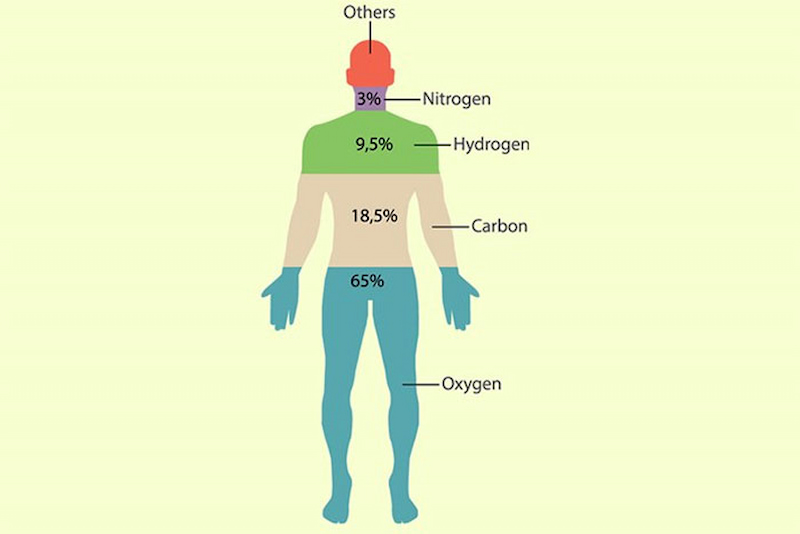Cơ thể con người chứa khoảng 3% nitơ theo trọng lượng. (Ảnh: Sưu tầm Internet)