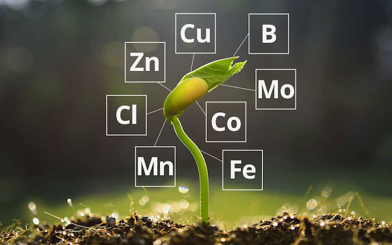 Giống như những “vitamin cho thực vật”, phân vi lượng là một loại phân bón hóa học cung cấp cho cây trồng nguyên tố dinh dưỡng thiết yếu. (Ảnh: Sưu tầm Internet)