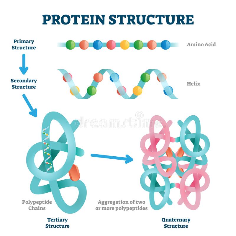 Cấu trúc protein. (Ảnh: Sưu tầm Internet)