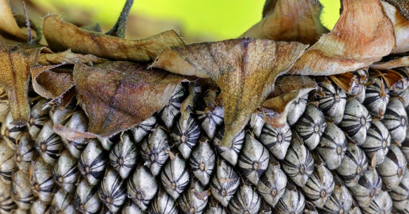 sunflower-seeds-during-pregnancy-are-they-safe-to-eat-being-the-parent