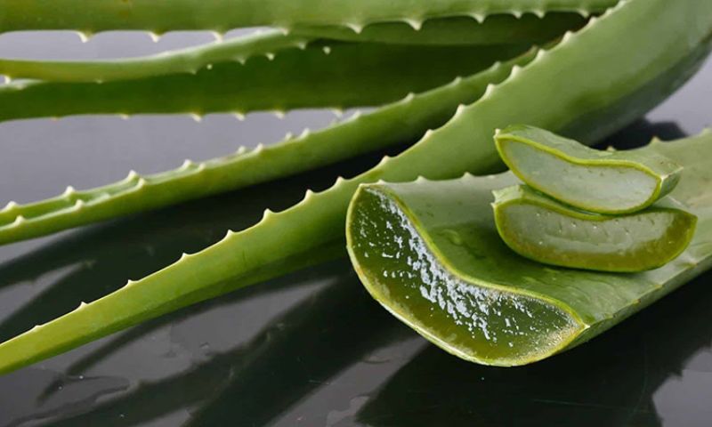 Bôi nha đam lên các vết sưng của trẻ để giảm sưng. (Ảnh: Nguồn Internet)