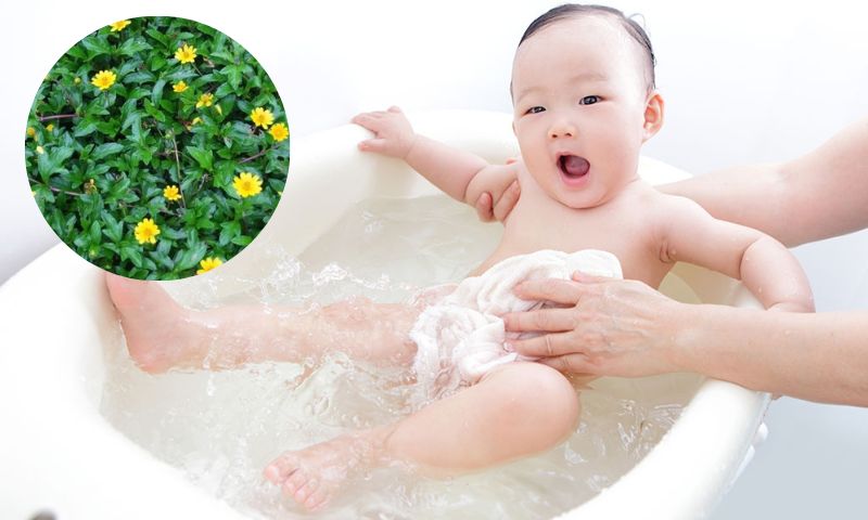 Cây sài đất được rất nhiều người ưa chuộng dùng làm nước tắm cho trẻ. (Ảnh: Nguồn Internet)