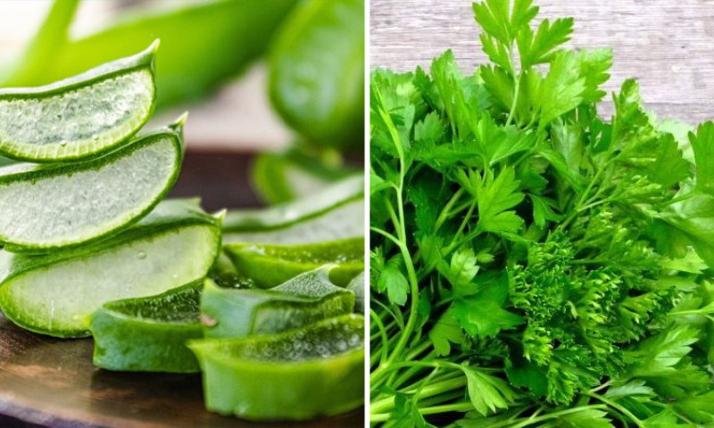 Sử dụng hỗn hợp nha đam và ngò tây giúp kháng viêm và giảm vết bầm tím nhanh chóng (Nguồn: Sưu tầm Internet)