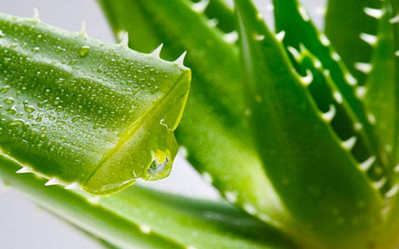 Nha đam có khả năng kháng khuẩn kháng viêm cực tốt (Ảnh: Sưu tầm Internet)