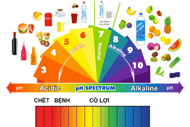 Protein giúp duy trì độ pH thích hợp trong cơ thể.  (Ảnh: Sưu tầm Internet)
