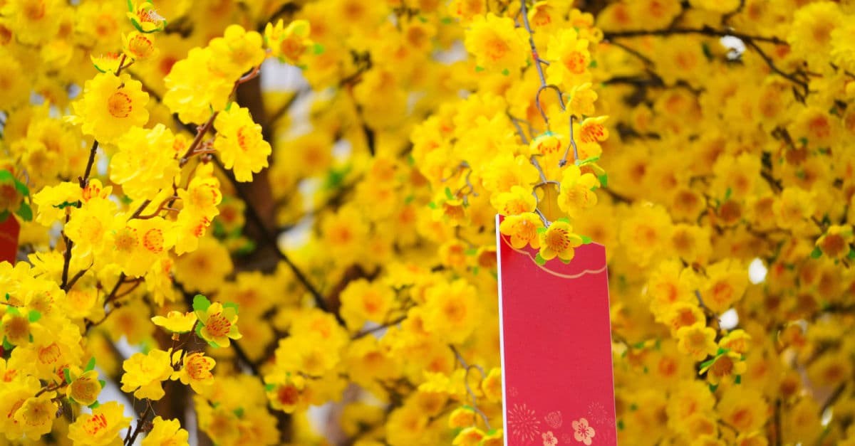 Hoa ngày Tết và ý nghĩa bằng tiếng Anh: Tìm hiểu thêm về hoa Tết và ý nghĩa mà nó mang khi được mô tả bằng tiếng Anh. Hình ảnh đầy màu sắc của hoa Tết sẽ khiến bạn cảm thấy thật vui tươi và thấu hiểu hơn về ý nghĩa của chúng.